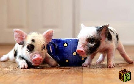Teacup Piggies